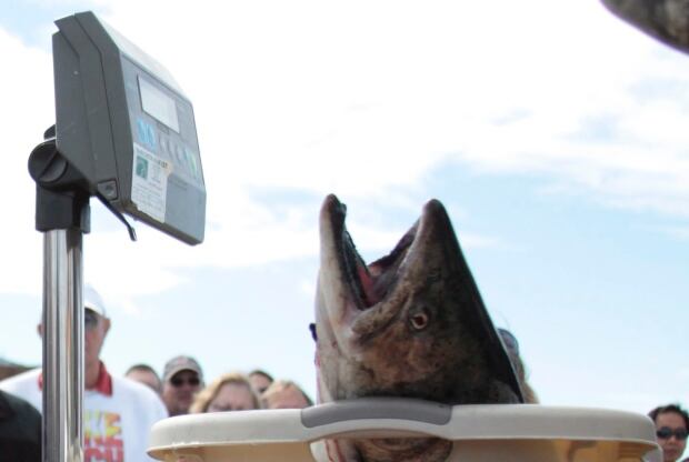 Fishing derby