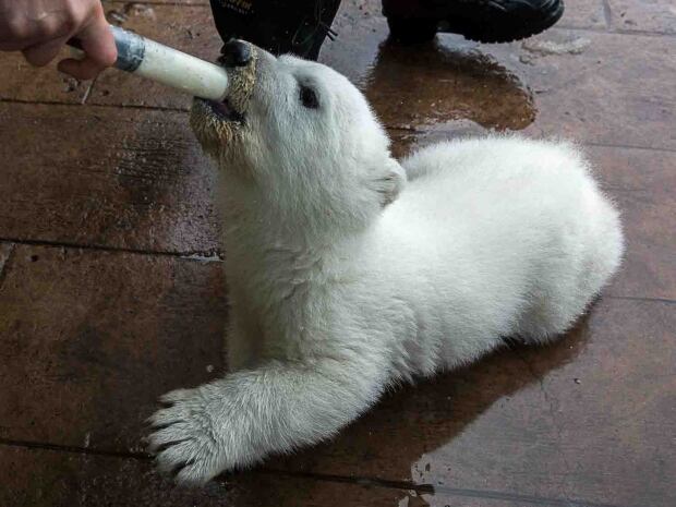 Toronto Zoo polar bear cub Juno milk
