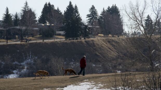 Calgary 6155 dog walk walking spring snow valley