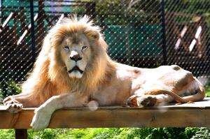 African white lion male