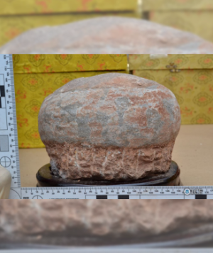 Hadrosaurus egg fossil