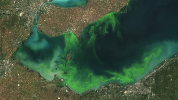satellite algae