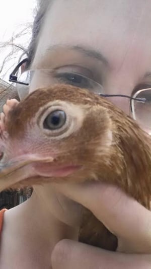 kelligrews chickens