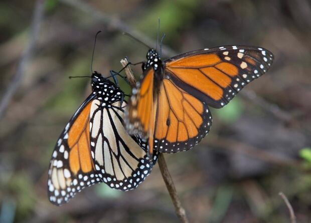 Mexico Monarch Butterflies