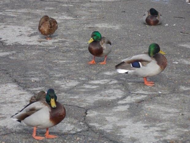 Cranbrook ducks