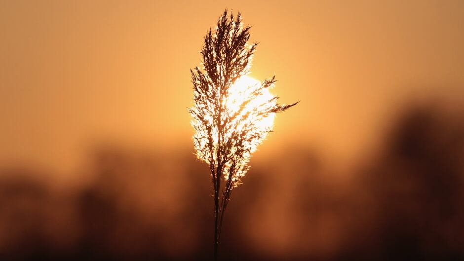GLASTONBURY, UNITED KINGDOM - FEBRUARY 01: The winter sun sets over Shapwick Heath a wetland reserve, on February 1, 2012 near Glastonbury, England. Shapwick Heath National Nature Reserve (NNR) is a wetland reserve covering around 500 hectares and boasts of a wide variety of habitats. The reserve is populated by many species of birds plants and insects, with the winter months seeing huge flocks of starlings returning to roost. (Photo by Matt Cardy/Getty Images)