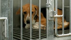 Animal testing PETA