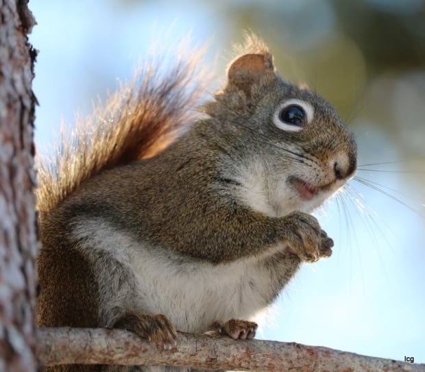 Chipmunk