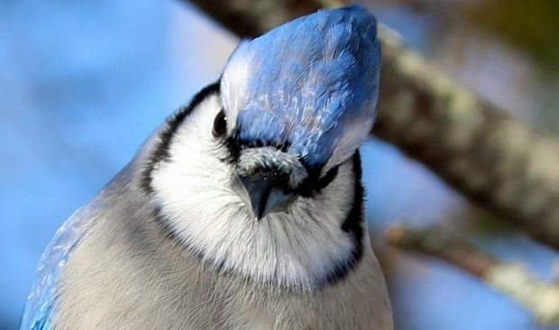Bluejay