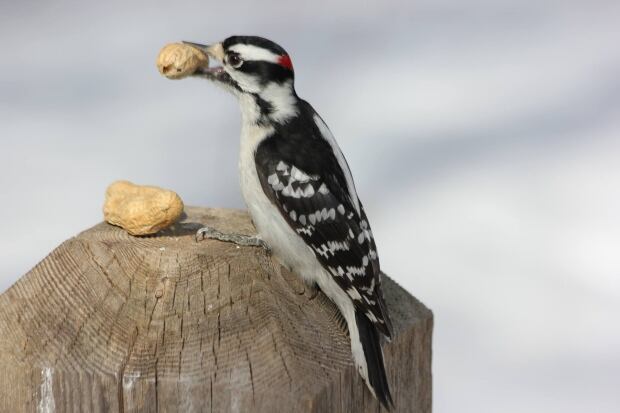 bird hungry