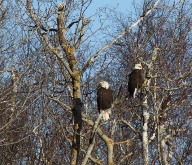 eagles