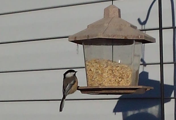 Chickadee