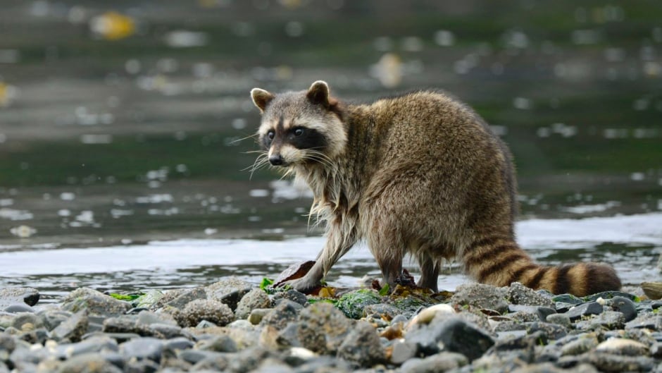 Raccoon foraging on a beach