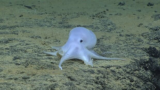 SCIENCE-OCTOPUS/