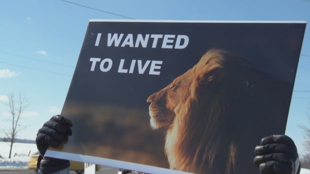 Lion protest