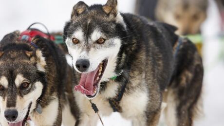 A team heads out at the ceremonial start of the Iditarod Trail Sled Dog Race to begin their near 1,000-mile (1,600-km) journey through Alaska's frigid wilderness in downtown Anchorage, Alaska March 5, 2016. USA-IDITAROD/