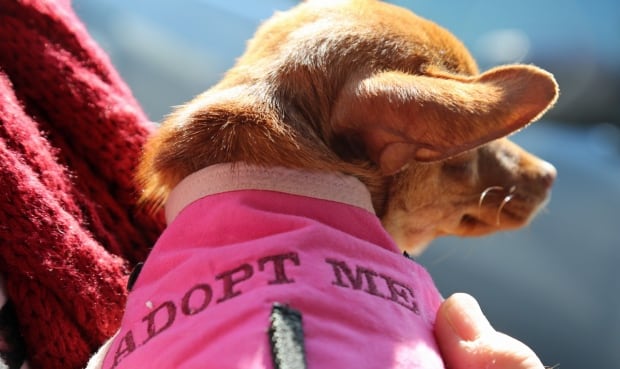 Chihuahua rescue