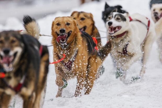 USA-IDITAROD/