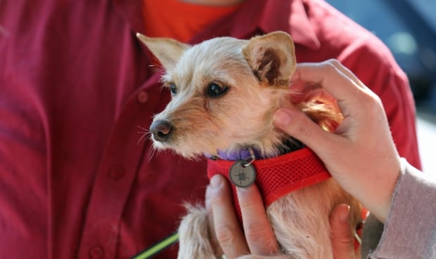 Chihuahua rescue