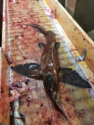 creepy fish 3