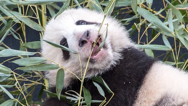 giant panda cubs
