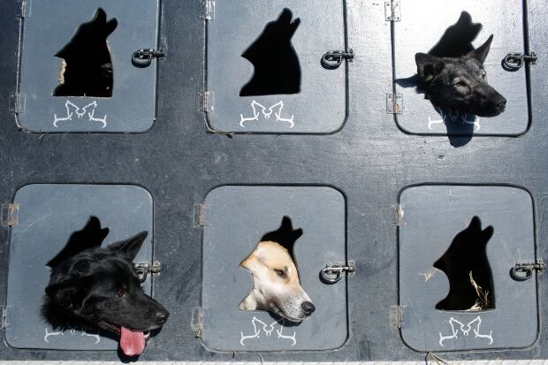 Justin Savidis dogs.jpg