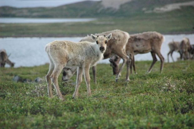Bathurst caribou