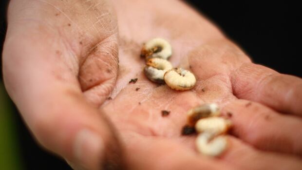 Chafer beetle