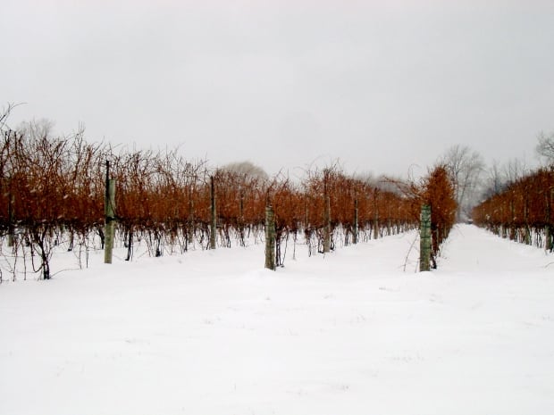 Vineyard Canadian Winter