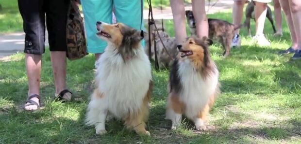 Saskatchewan Pups