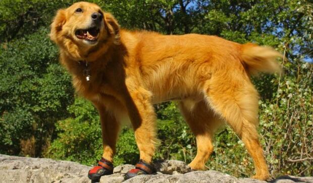 Doggie hiking boots