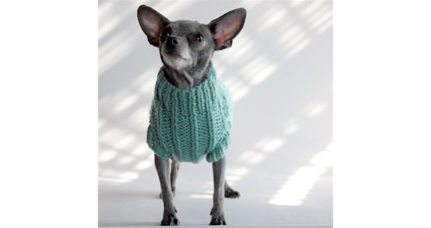 Doggie sweater
