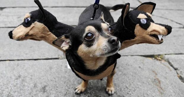 Puppy Costume