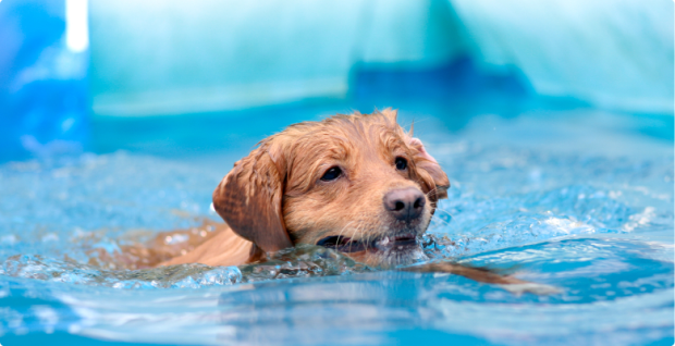Puppy hydrotherapy