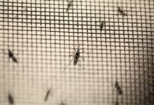 mosquitos zika