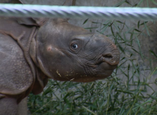 Baby rhino