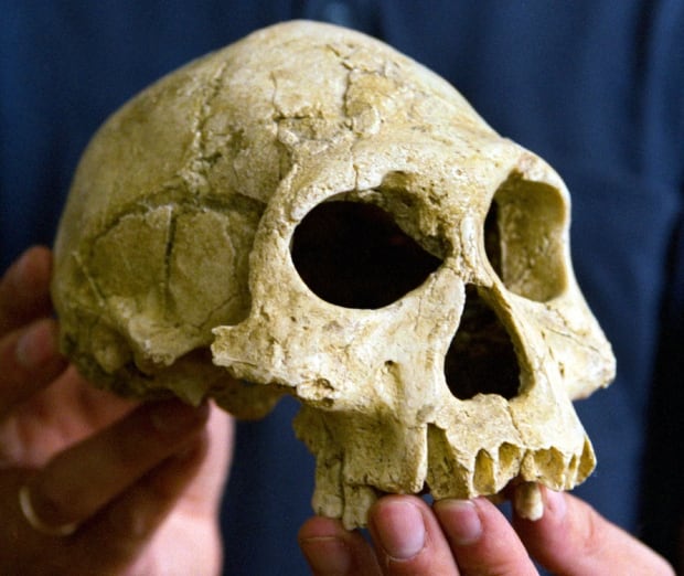 Homo erectus skull