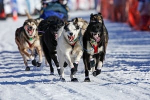 USA-IDITAROD/