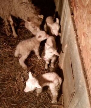 quadruplet sheep