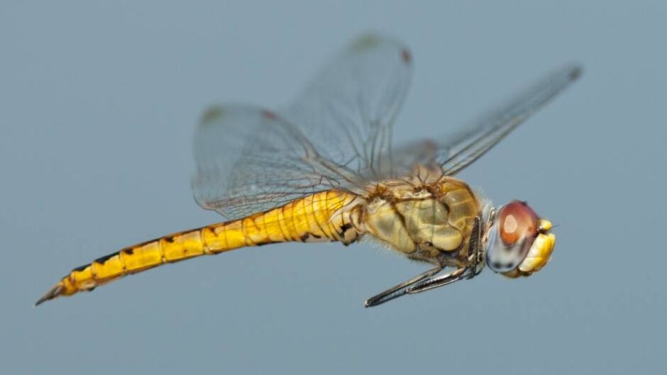 Wandering Glider (Pantala flavescens) male in flight.