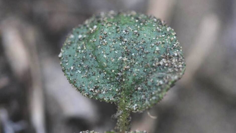 Sand stuck to the leaf of a Sand Verbena plant