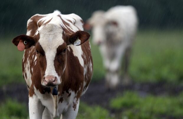 Dairy farm cow
