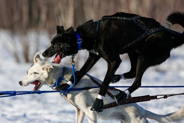 USA-IDITAROD/