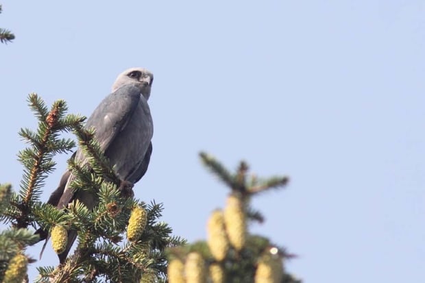 Mississippi Kite