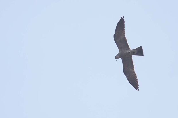 Mississippi kite, Winnipeg