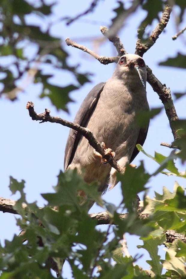 Mississippi kite, Winnipeg