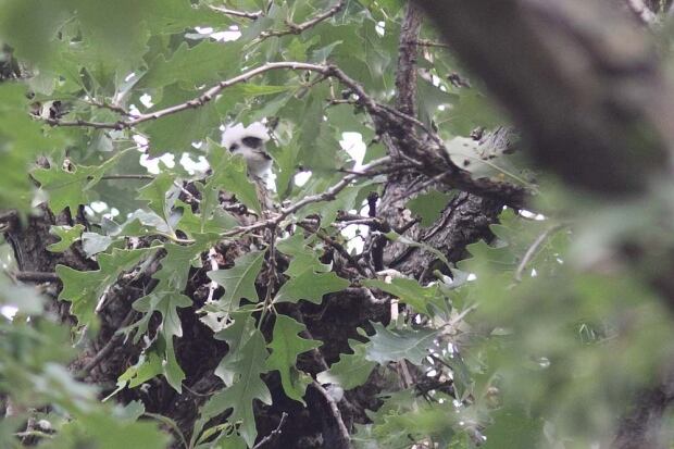 Mississippi Kite, Winnipeg