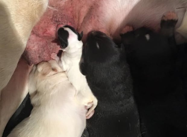 FORTUNE CCREZQS PUPPY MARCH 12 2016