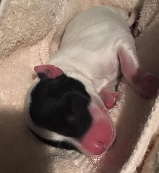 fortune ccrezqs puppy march 12 2016
