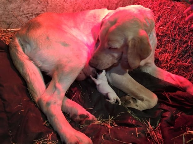 FORTUNE CCREZQS PUPPY MARCH 12 2016